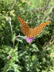 Argynnis paphia