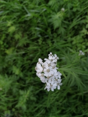 Achillea macrophylla