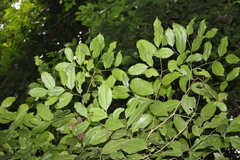 Celtis philippensis