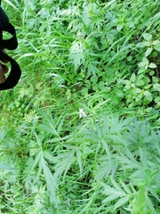Achillea macrophylla