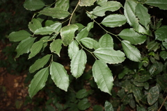 Celtis philippensis