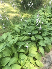 Hosta