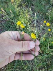 Crepis setosa