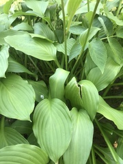 Hosta