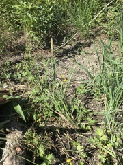 Alopecurus geniculatus