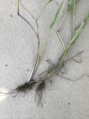 Alopecurus geniculatus