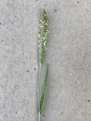 Alopecurus geniculatus