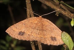 Casbia melanops