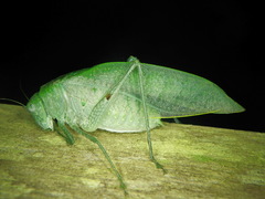 Anapolisia amazonica
