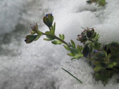 Veronica triphyllos
