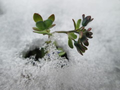 Veronica triphyllos