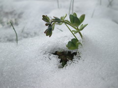 Veronica triphyllos