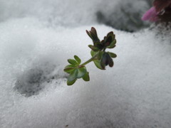 Veronica triphyllos
