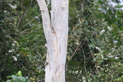 Melaleuca leucadendra