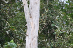 Melaleuca leucadendra