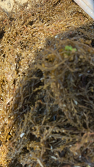 Sargassum muticum