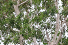 Melaleuca leucadendra
