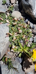 Trifolium eximium