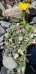 Trifolium eximium