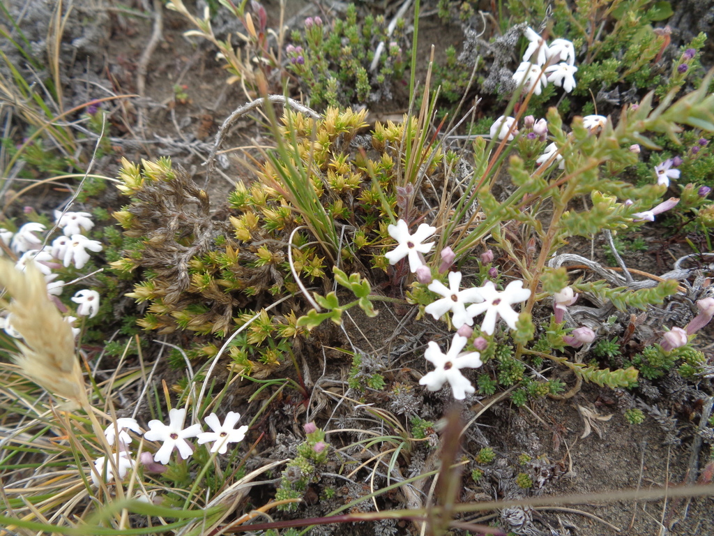 Junellia thymifolia