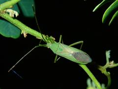 Homoeocerus graminis