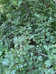 Crataegus ambigua
