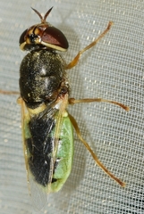 Odontomyia angulata