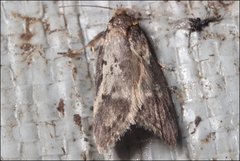 Philobota stella