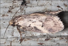 Philobota stella