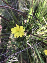 Hibbertia cistiflora