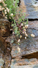 Silene uniflora