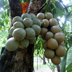 Baccaurea lanceolata