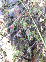 Darwinia biflora