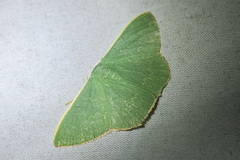 Prasinocyma semicrocea