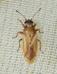 Cymus melanocephalus