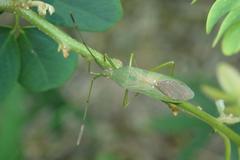 Homoeocerus graminis