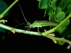 Homoeocerus graminis