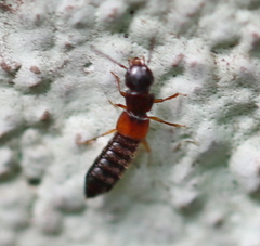 Anotylus insecatus