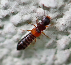 Anotylus insecatus