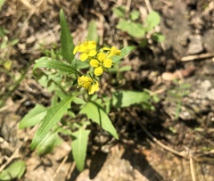 Sisymbrium loeselii