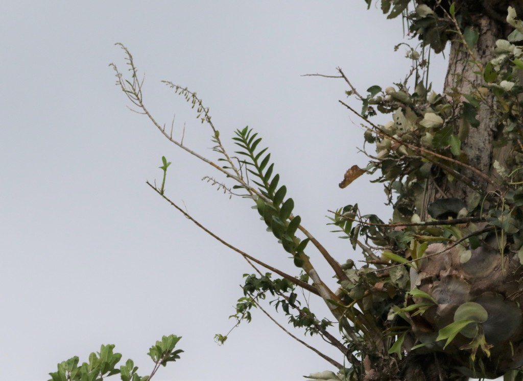 Dendrobium discolor Lindl. 3