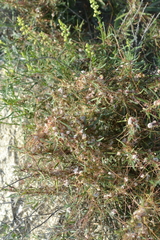 Cuscuta approximata
