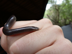 Lycophidion pygmaeum