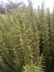 Rosmarinus