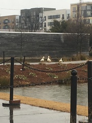 Anas platyrhynchos domesticus