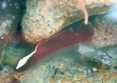 Acanthoclinus fuscus