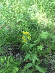 Solidago cuprea