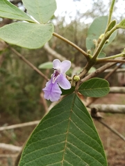 Vitex mollis
