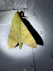 Nephele xylina