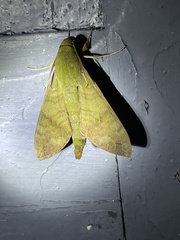 Nephele xylina